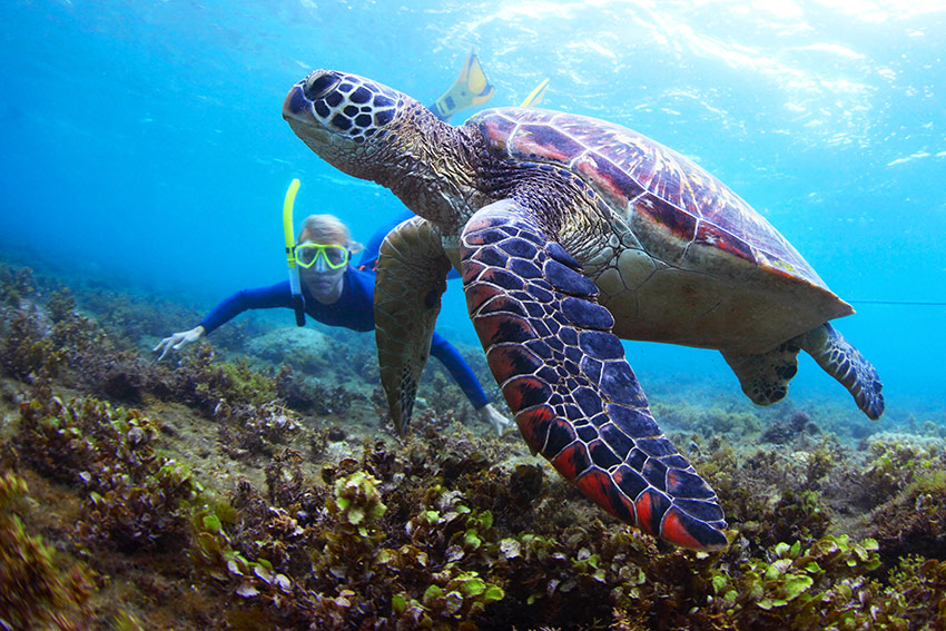 Cinq destinations où observer des tortues  Blog du Voyage personnalisé ▷  Marco Vasco