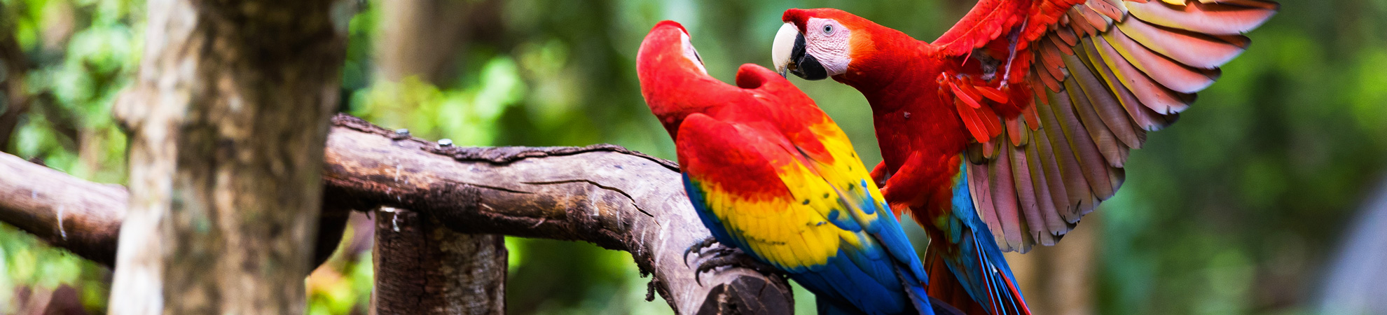 Faune et flore du Costa Rica